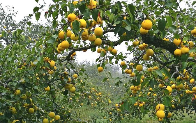 六、中國(guó)特色農(nóng)產(chǎn)品優(yōu)勢(shì)區(qū)創(chuàng)建