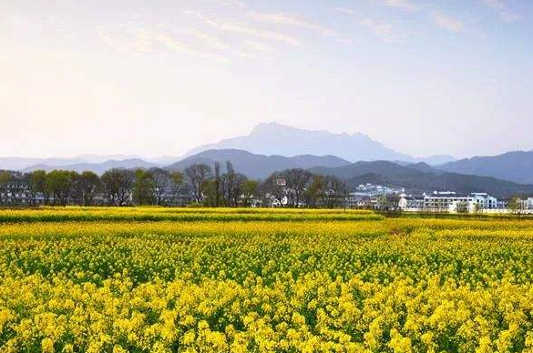 安慶潛山：突出個性特色，推動鄉(xiāng)村振興