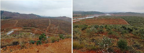 “中國(guó)油茶之鄉(xiāng)”—祁陽(yáng)開啟國(guó)家現(xiàn)代農(nóng)業(yè)產(chǎn)業(yè)園發(fā)展新篇章