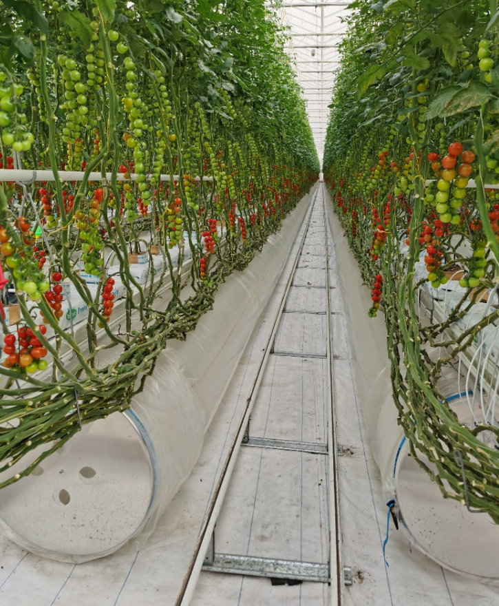 依托非耕地高效設(shè)施農(nóng)業(yè)，民樂(lè)縣著力打造特色戈壁農(nóng)業(yè)國(guó)家現(xiàn)代農(nóng)業(yè)產(chǎn)業(yè)園