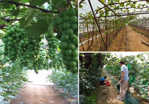 中國“水果之鄉、海蜇之鄉”蓋州市積極爭創國家現代農業產業園
